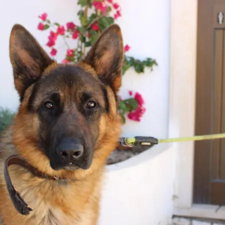 Accommodatie bij particulieren Herdade Di Luce Daporta