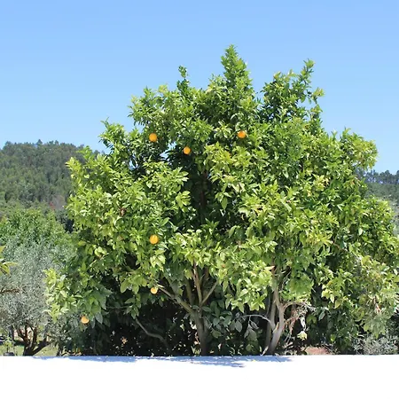 Herdade Di Luce Daporta