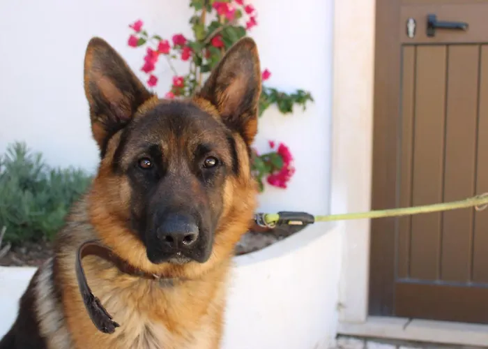 Privat bolig Herdade Di Luce Daporta