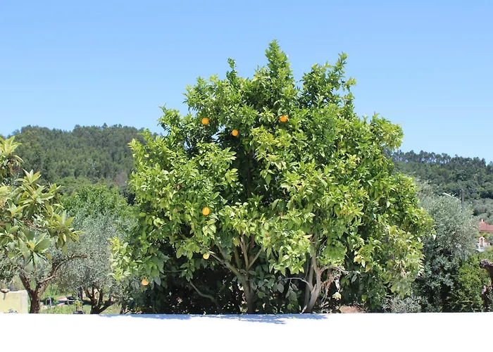 Herdade Di Luce Daporta